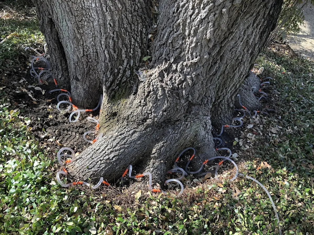 Detailed Tree Cabling and Bracing job site in Red Oak