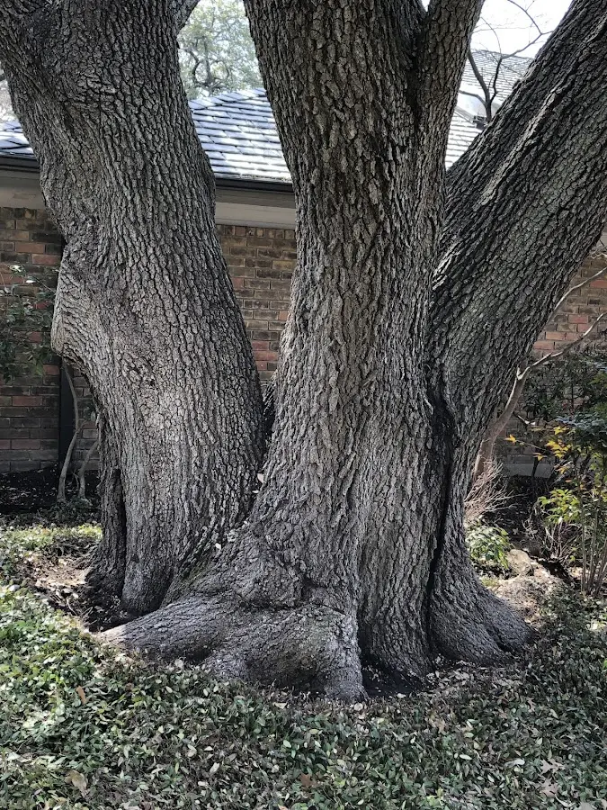 Mature heritage tree close to a Red Oak property cared for by certified arborists